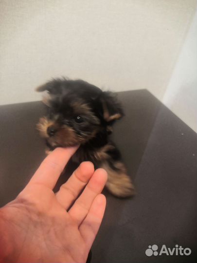 Йоркширский терьер щенки