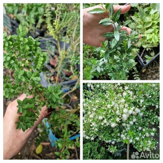 Мирт 2 сорта