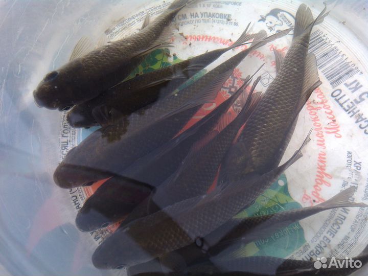 Живец Пескарь Карась