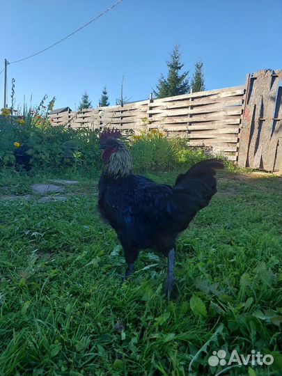 Молодые петухи