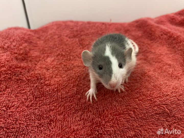 Крысёнок Дамбо и всё необходимое