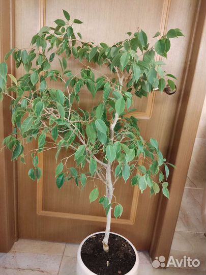 Комнатные растения цветы