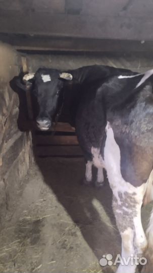 Коровы дойные молочные