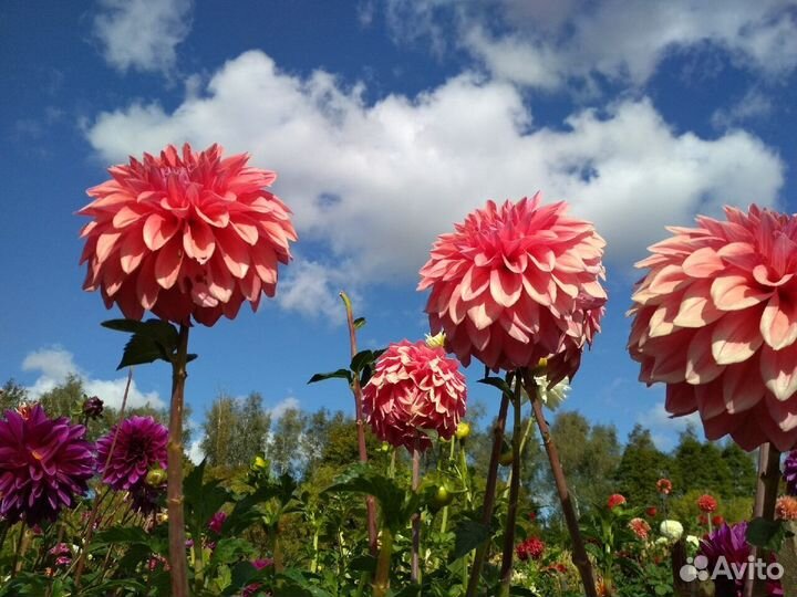 Георгины клубни