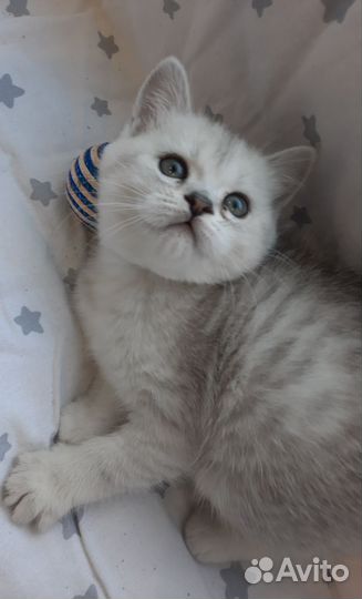 Британские котята
