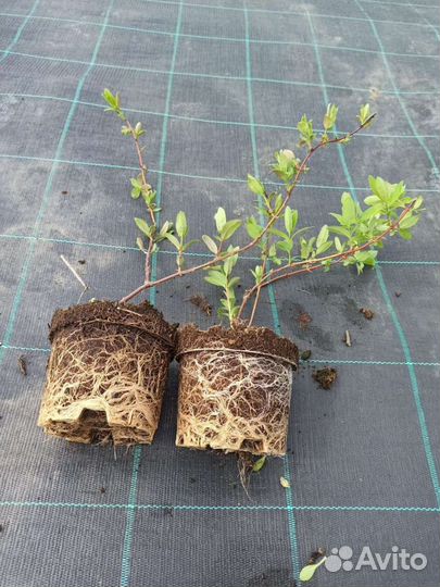 Жимолость канадских и российских сортов