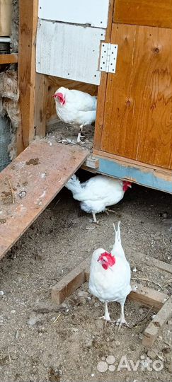 Куры несушки