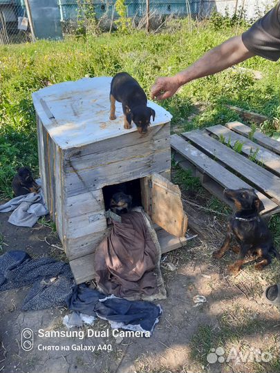 Кутята в добрые руки