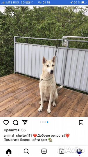 Лайка, приют Лазаревское