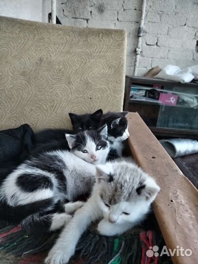 Кошки в добрые руки бесплатно