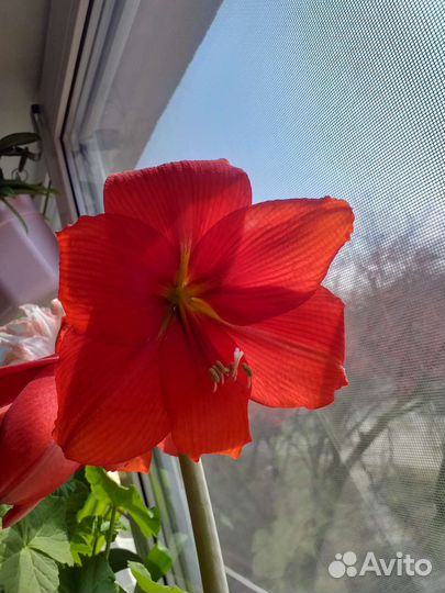 Гиппиаструм