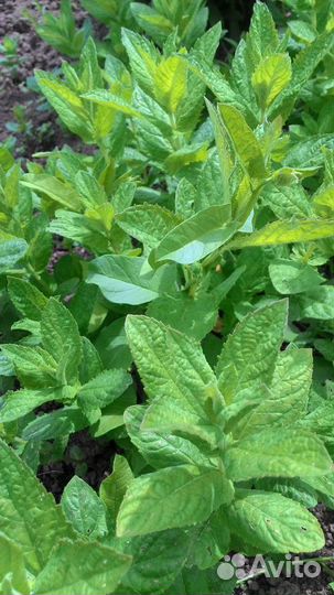 Мята, мелисса, душица на посадку кустики