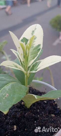 Лимон вариегатный Эврика Пинк