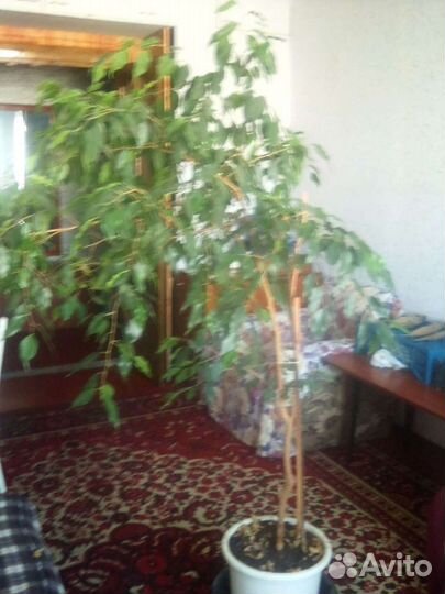 Фикус бенджамина большой