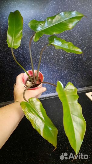 Филодендрон