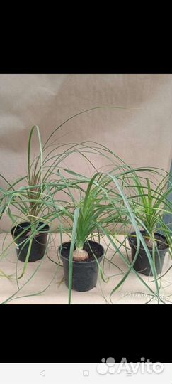 Нолина. Комнатные растения