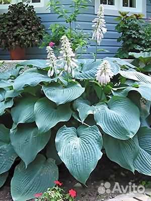 Хоста Блю ангел