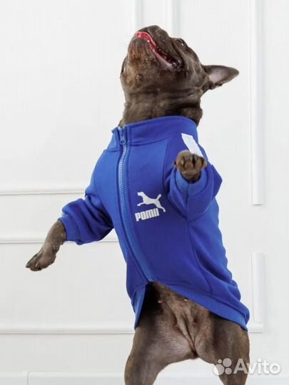 Одежда для собак и кошек