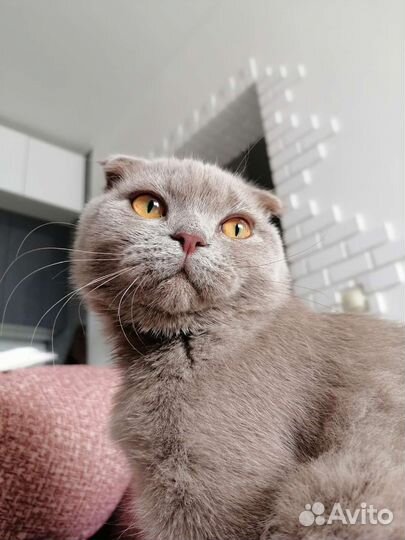 Кошечка на вязку