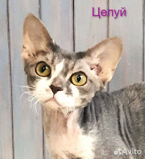 Кошка и кот девон рекс