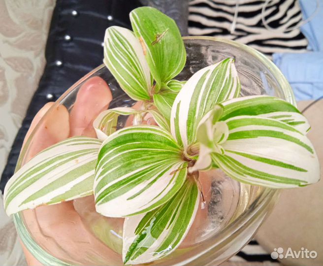 Традесканция отростки