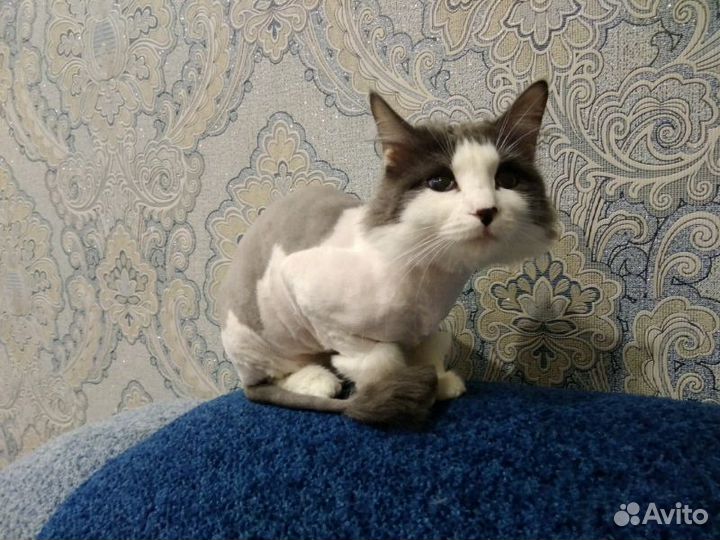 Стрижка кошек