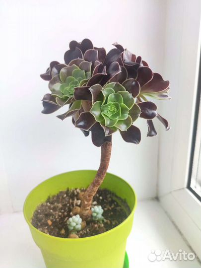 Суккуленты