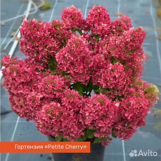 Гортензия метельчатая 30-40 см