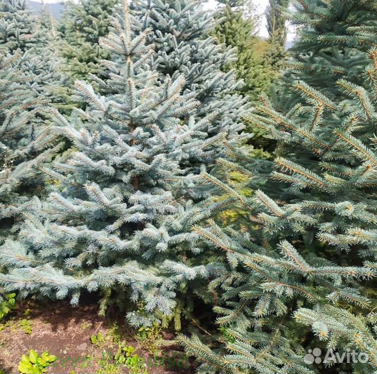 Ель голубая