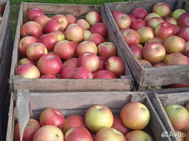 Яблоки оптом