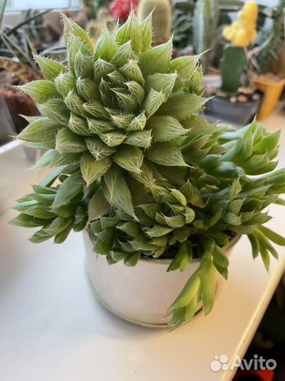 Суккуленты, хавортии, алое