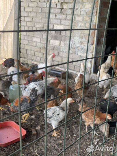 Молодые петушки