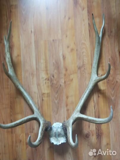 Рога оленя