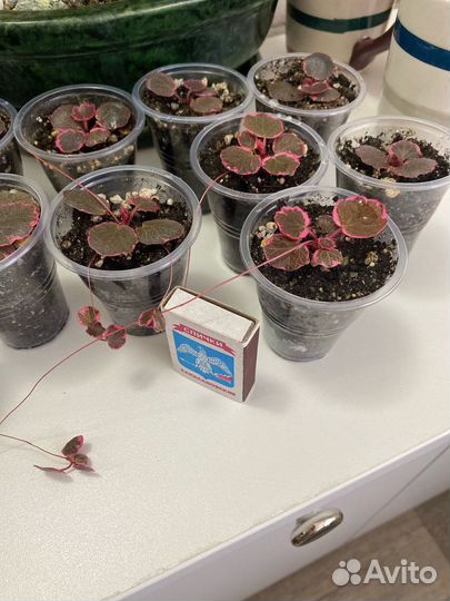 Камнеломка вариегатная, комнатная