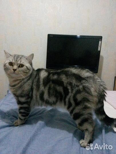 Вязка.Шотландский кот скоттиш-страйт