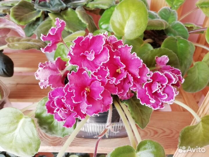 Фиалки взрослые сортовые