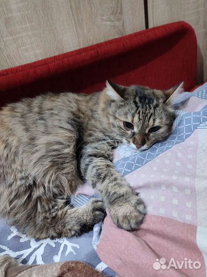 Пушистая крошка в добрые руки