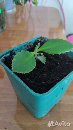 Комнатные растения