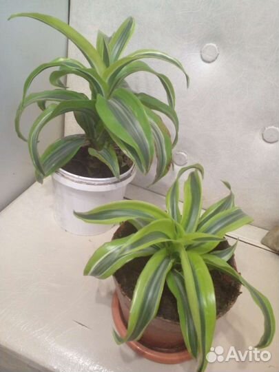 Диффенбахия. Драцена.Монстера альба.Спатифилум вар