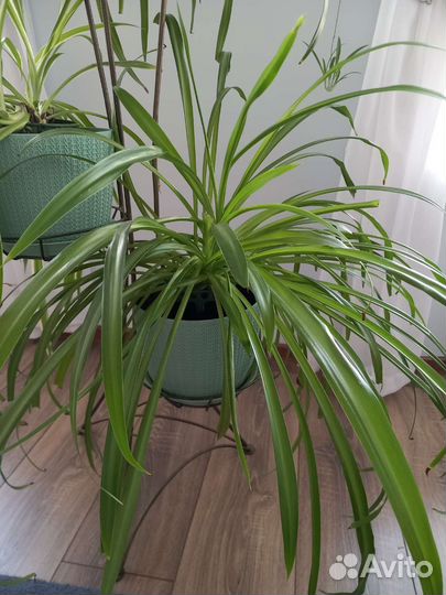 Хлорофитум