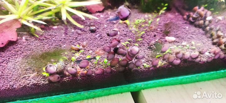 Теодоксус улитки