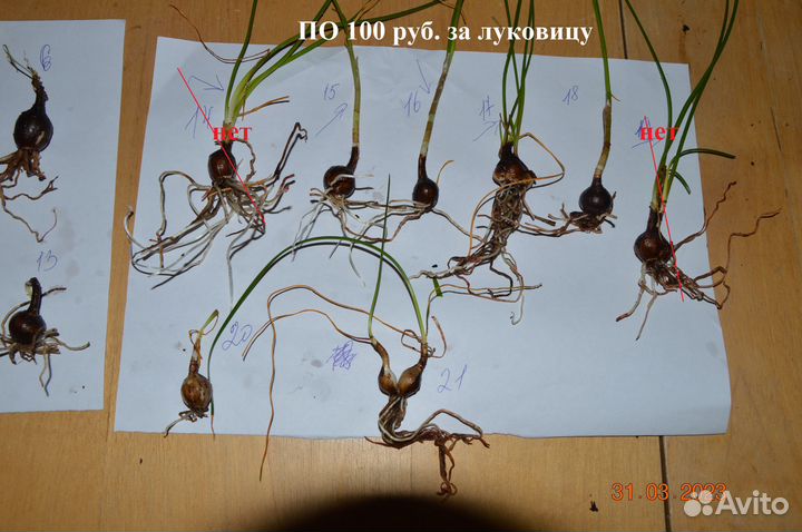 Зефирантес выскочка сортовой - ассорти