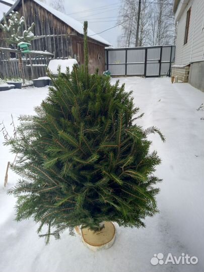 Живые елки из веток