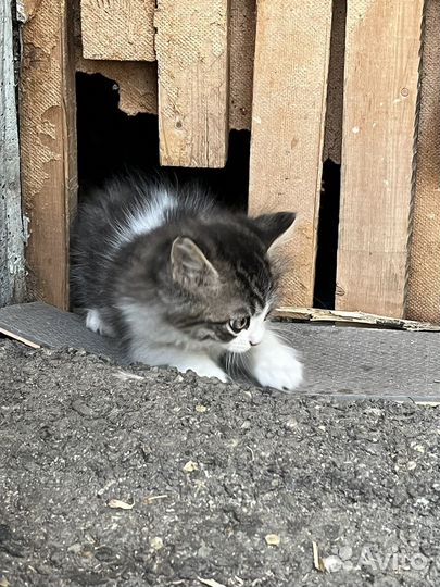 Котик в добрые руки