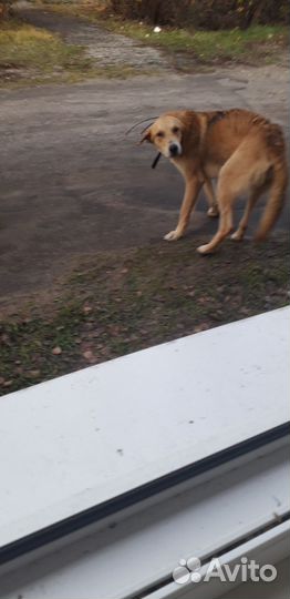 Потерялась собака