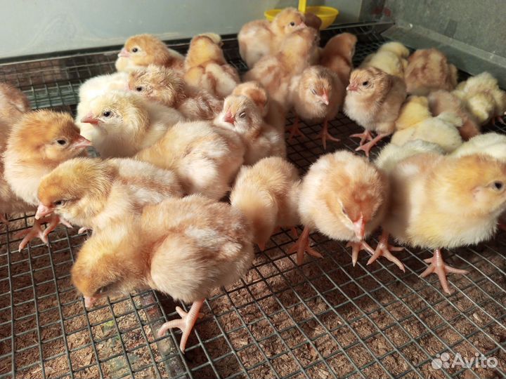 Цыплята