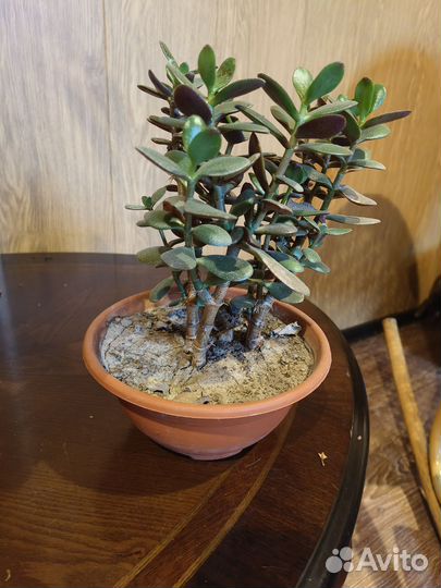 Толстянка вариегатная