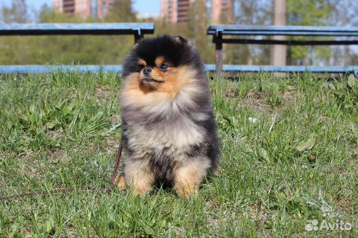 Померанский шпиц вязка