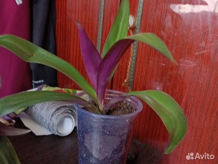 Традесканция рео,ладья Моисея, бегония крапчатая