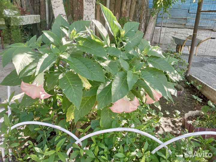 Бругмансия